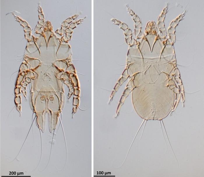 The new feather mite Metanalges agachi