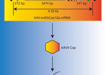 New, modified CRISPR protein can fit inside virus used for gene therapy