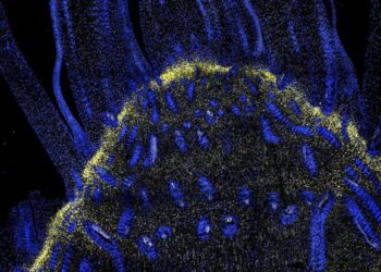 Microscopic image of Sorghum bicolor