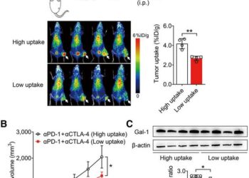 PET imaging of 124I-αGal-1 predicts ICB therapy.
