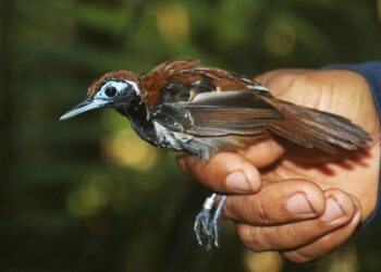 Novel research sheds light on Amazonian birds’ thermoregulatory strategies in