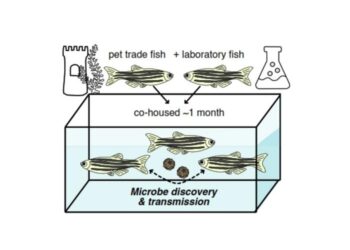 Novel virus identified in zebrafish from the pet trade causes disease in laboratory fish