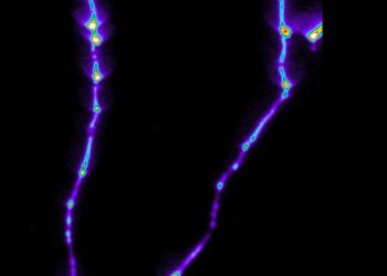 Luminous plant roots