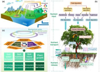 Schematic diagram representing the nutrient cycling in terrestrial ecosystems driven by canopy rainfall redistribution.