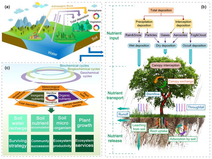 Schematic diagram representing the nutrient cycling in terrestrial ecosystems driven by canopy rainfall redistribution.