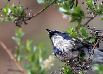 Shrub Jay with Timema Stick Insect in its Beak