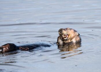 Otters, especially females, use tools to survive a changing world