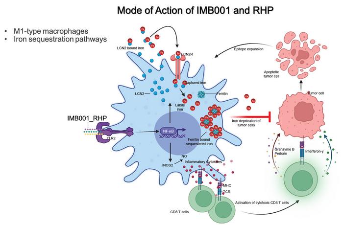 Mode of Action of IMB001 and RHP