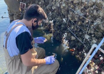 Intra-decadal increase in globally-spread Magallana gigas in southern California estuaries