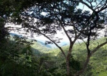 The cocoa agroforestry systems studied are located in two contrasting Peruvian regions: one is the region with subtropical humid rainforests along the Andes shown here.