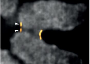 Bipartite organization of the centromere