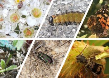 AI to identify pests, protect crops