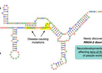 Newly discovered RNU4-2 disorder