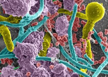 polymicrobial infection