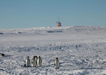 Emperor penguin colony
