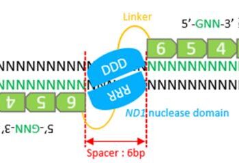 Zinc Finger Nucleases