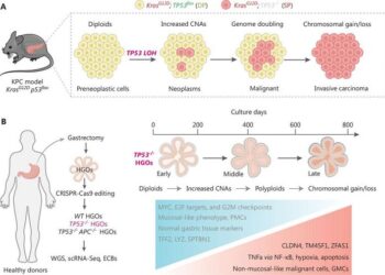 TP53 inactivation initiates ordered genomic evolution.