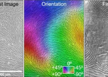 Mesenchymal Stromal Cells (MSCs) self-assemble in vitro to form fingerprint-like patterns.