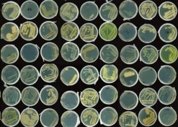 Culture collection of root-associated bacteria