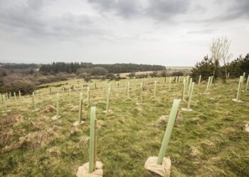 Tree planting on Dartmoor, UK