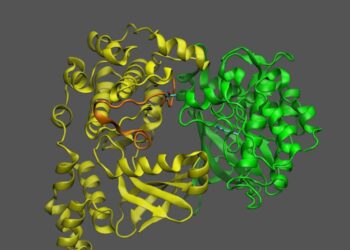 atomic structure of KIN10 and GRIK1 showing flexible loop that enables interaction