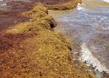 Sargassum in Jamaica, August 21