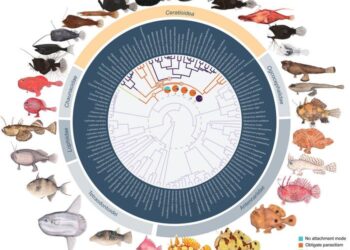 The evolutionary context of anglerfish immunogenomic degradation