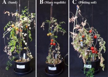 Intercropping on Mars: A promising system to optimise fresh food production in future martian colonies