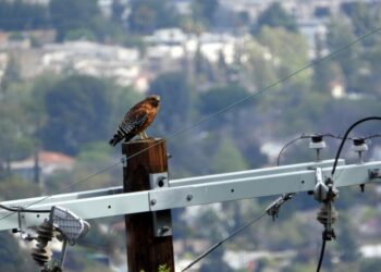 Using unstructured crowd-sourced data to evaluate urban tolerance of terrestrial native animal species within a California Mega-City