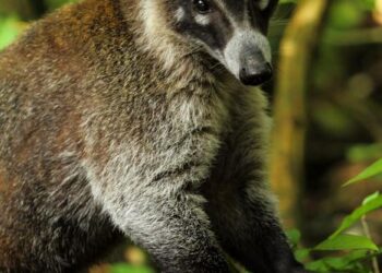 White-nosed coati