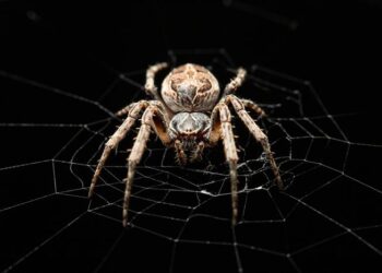 Larinioides sclopetarius helped researchers from Binghamton University investigate how spiders listen to their environment