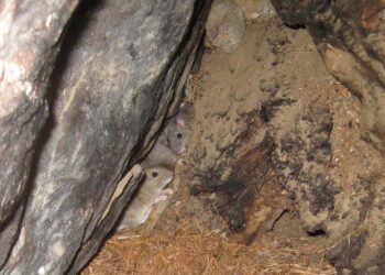 Neotoma rodents (woodrats) in a nest