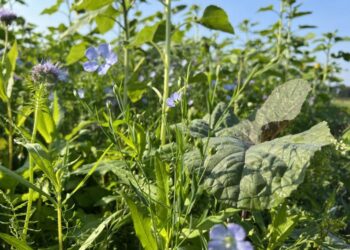 Cover crops support the climate change mitigation potential of agroecosystems