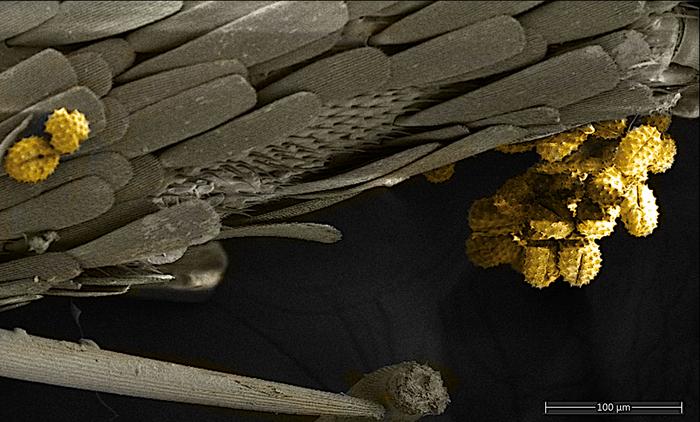 Buttefly pollen under a microscope