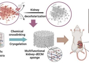 A schematic depiction showcasing the creation and functionality of a renal ECM-based sponge material, facilitating rapid hemostasis and wound healing