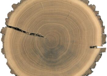 Cross-section through the trunk of an oak showing the annual growth rings