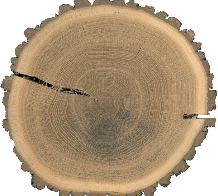 Cross-section through the trunk of an oak showing the annual growth rings