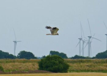 To bend the curve of biodiversity loss, nature recovery must