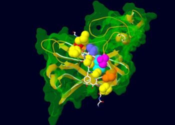 Mutated amino acids in the AFF3 protein found in KINSSHIP syndrome patients and their interaction partners.