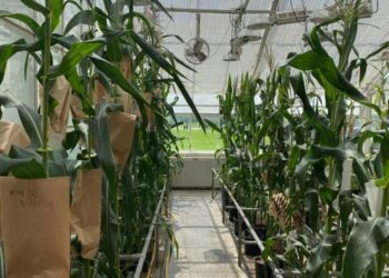 Maize growing in the Boyce Thompson Institute greenhouse