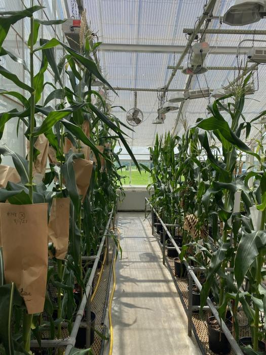 Maize growing in the Boyce Thompson Institute greenhouse