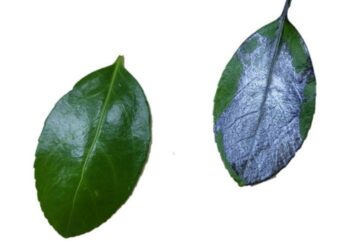 Perovskite-leaf-uc-santa-barbara-Harrison Tassof