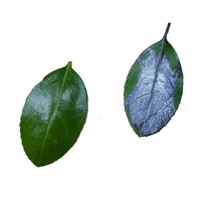Perovskite-leaf-uc-santa-barbara-Harrison Tassof