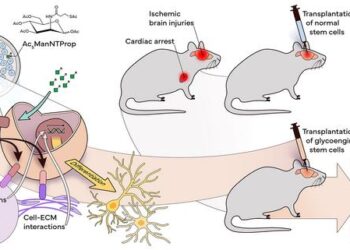 Schematic of novel stem cell therapy with metabolic glycoengineering (MGE) for brain repair after cardiac arrest (CA).