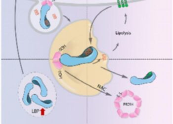USTC Reveals How Lipopolysaccharide Binding Protein Resists Hepatic Oxidative Stress
