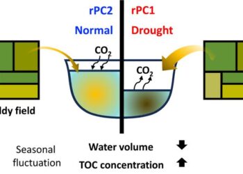 Schematic depicting the evolving role of agricultural reservoirs in the carbon cycle during the severe drought in 2022
