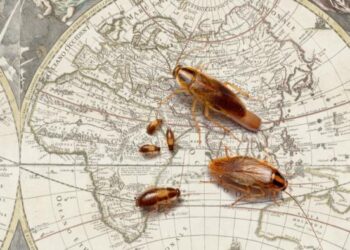 Virginia Tech entomologist sheds light on 250-year-old mystery of the