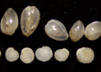 Foraminifera shells accumulated within each layer of sediment, preserving important chemical signatures.