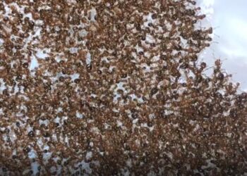 Rafts made of fire ants