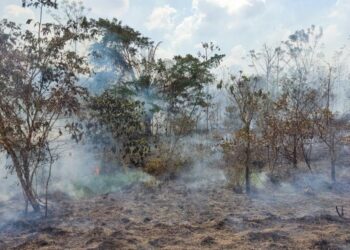 Wildfires in old-growth Amazon forest areas rose 152% in 2023, study shows